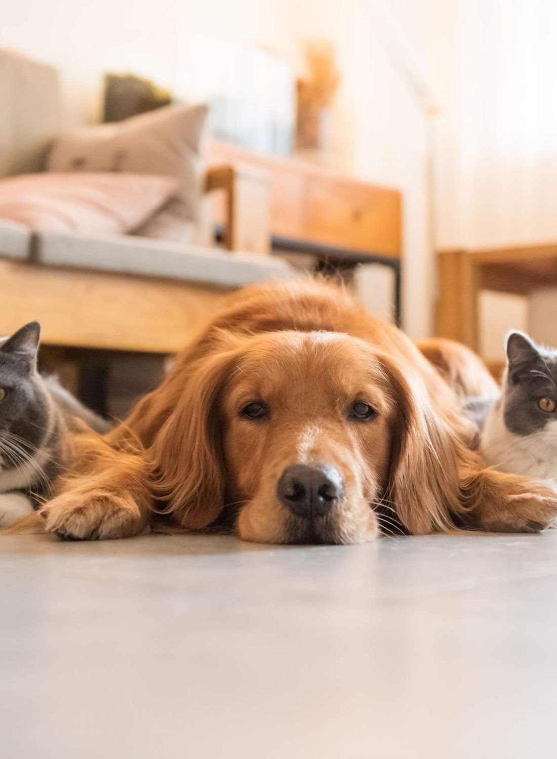 A golden retriever lies on the floor between two gray and white cats in a cozy living room.
